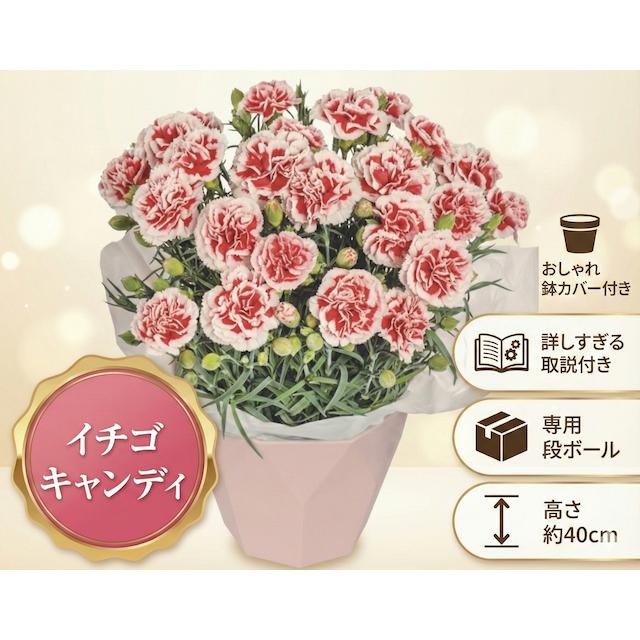 遅れてごめんね 【母の日 対応商品】母の日カーネーション鉢植え ｜6
