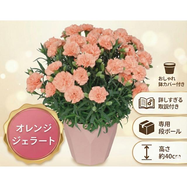 遅れてごめんね 【母の日 対応商品】母の日カーネーション鉢植え ｜6