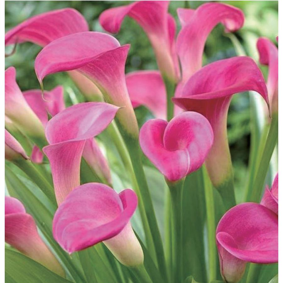 遅れてごめんね 母の日 対応商品 志木フラワーのカラー5号鉢植え 3色から選べる 毎年咲きます オランダ屋 M オランダ屋 通販 Yahoo ショッピング