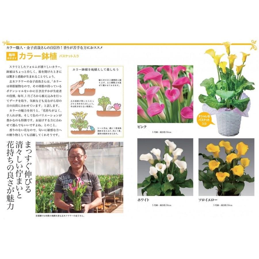 遅れてごめんね 母の日 対応商品 志木フラワーのカラー5号鉢植え 3色から選べる 毎年咲きます オランダ屋 M オランダ屋 通販 Yahoo ショッピング