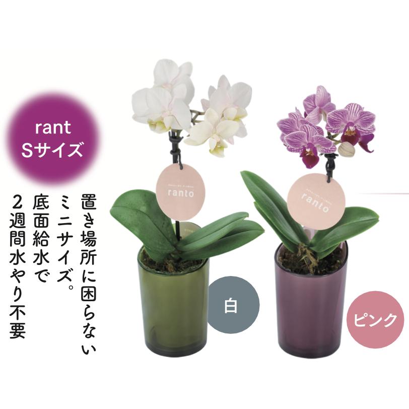 5 8以降順次お届け 遅れてごめんね 母の日 対応商品 チュンリーマイクロ胡蝶蘭 オーキッドエキスハンドクリームセットも オランダ屋 M オランダ屋 通販 Yahoo ショッピング