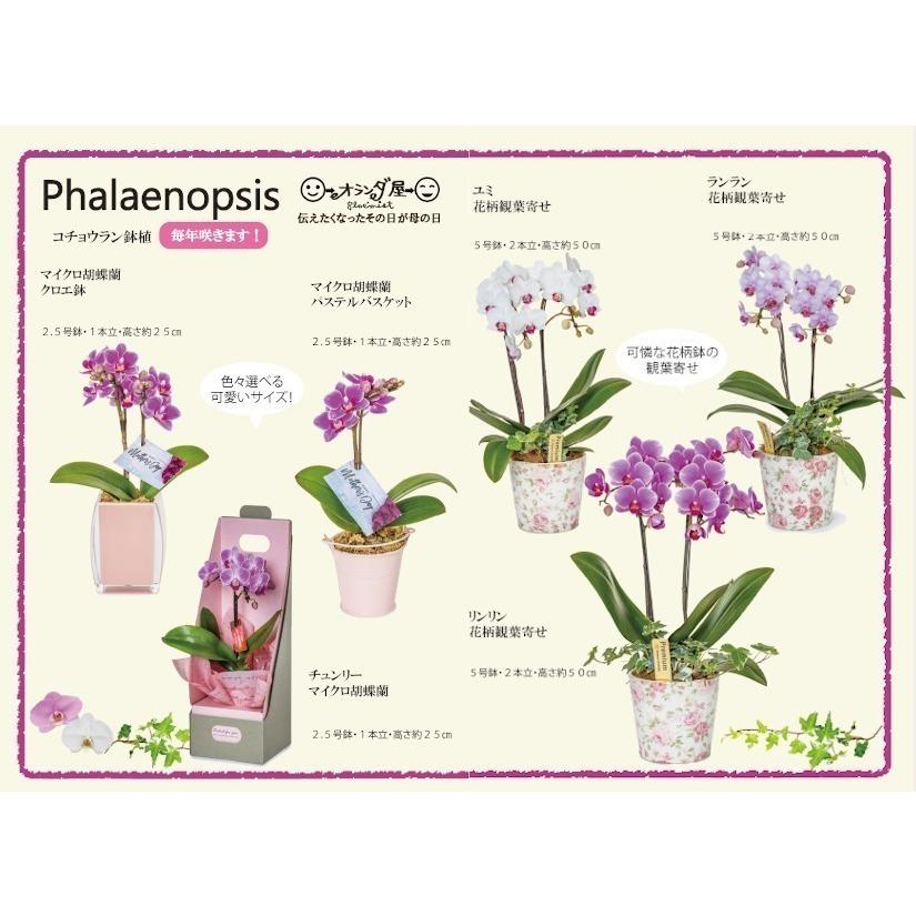 母の日ギフト マイクロ胡蝶蘭 パステルバスケット オランダ屋 M オランダ屋 通販 Yahoo ショッピング