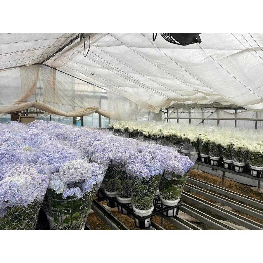 母の日対応商品】島根の傑作あじさい「万華鏡」「月うさぎ」「茜雲