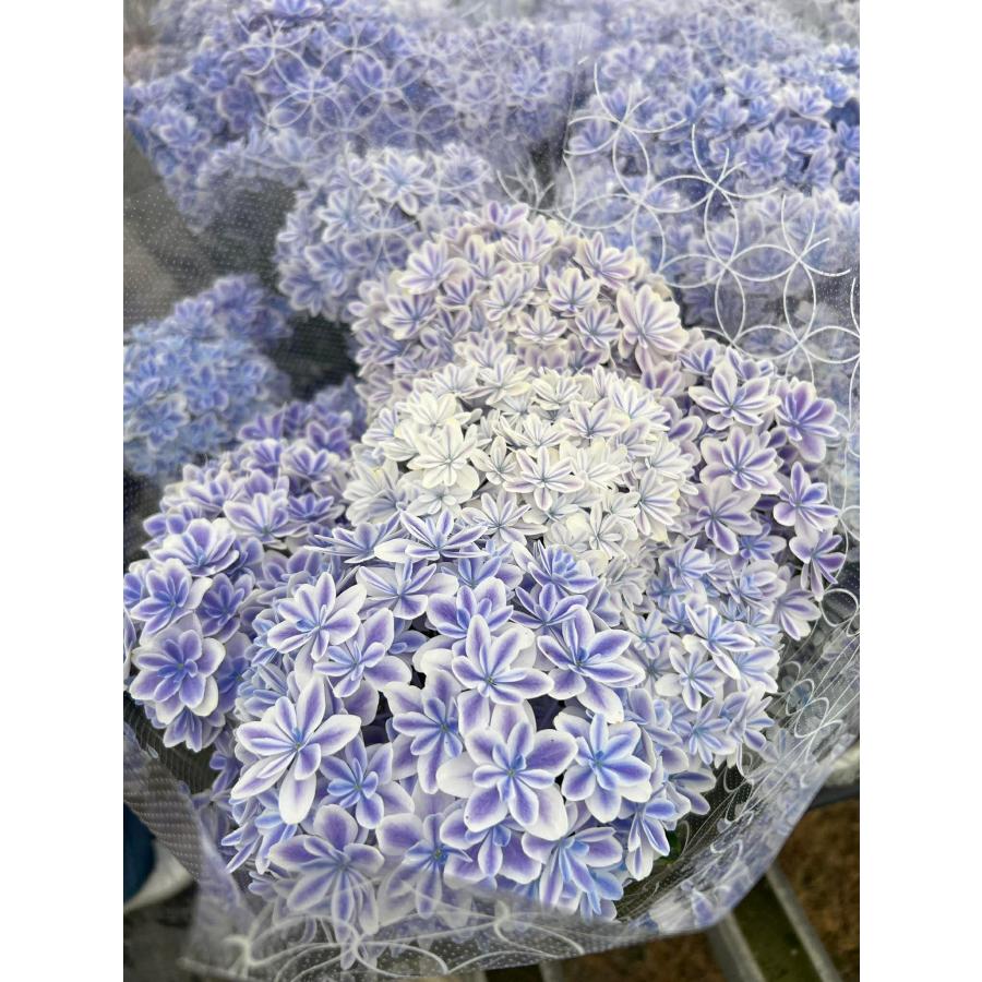 紫陽花　うさぎ　コボリサヤカ 母の日対応商品】島根の傑作あじさい「万華鏡」「月うさぎ」「茜雲