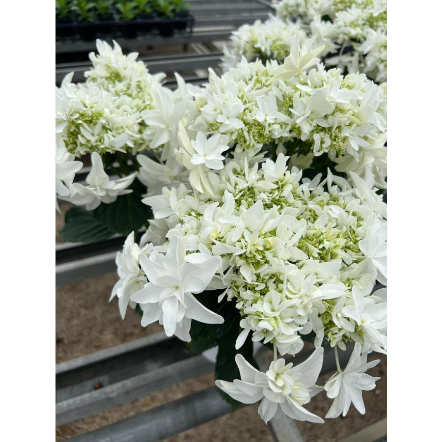 Flower様　6号プラ鉢　たまごとうさぎさん&セピア色紫陽花 母の日対応商品】島根の傑作あじさい「万華鏡」「月うさぎ」「茜雲