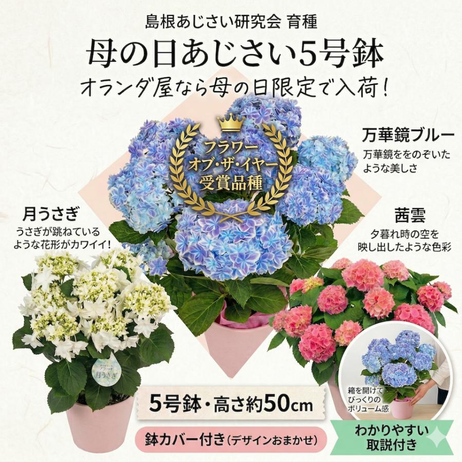紫陽花とラン 母の日対応商品】島根の傑作あじさい「万華鏡」「月うさぎ」「茜雲
