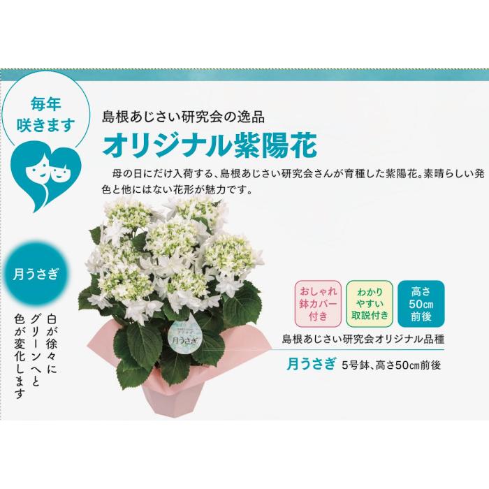 遅れてごめんね 【母の日 対応商品】島根あじさい研究会