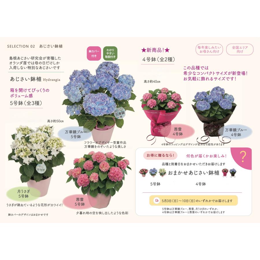 母の日対応商品】島根の傑作あじさい「万華鏡」「月うさぎ」「茜雲