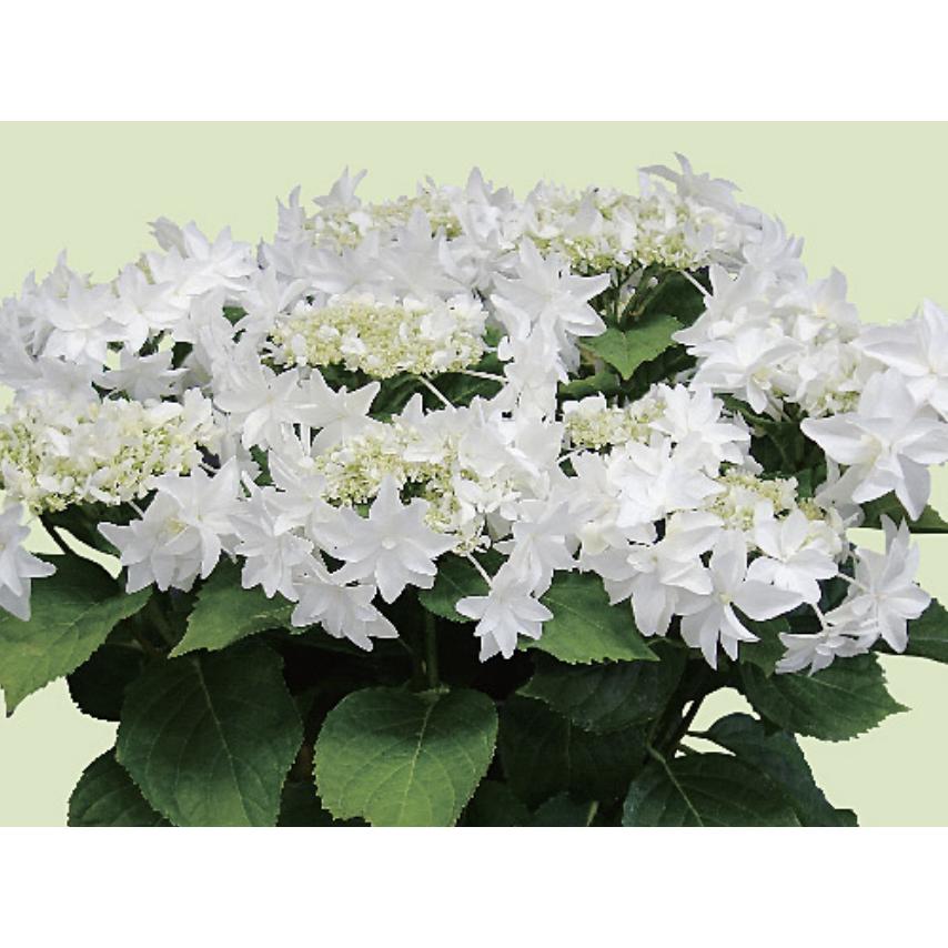 母の日対応商品】島根の傑作あじさい「万華鏡」「月うさぎ」「茜雲