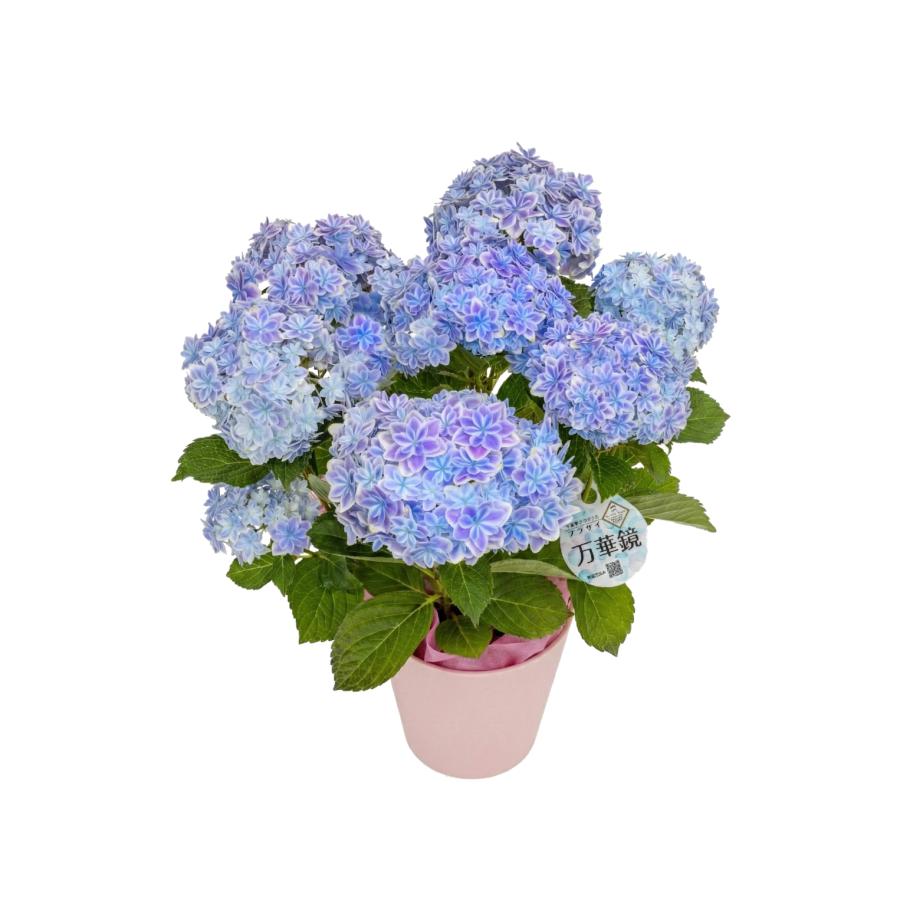 母の日対応商品】島根の傑作あじさい「万華鏡」「月うさぎ」「茜雲