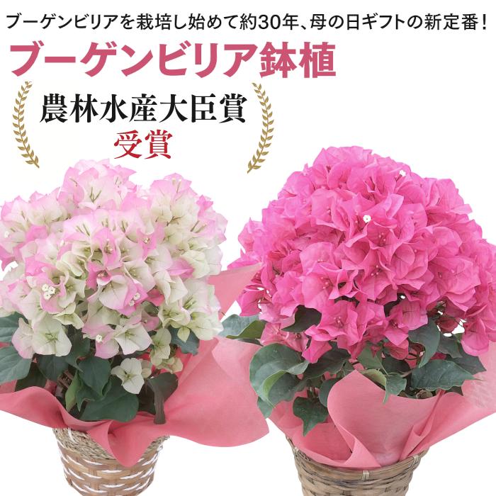 母の日対応商品】 ブーゲンビリア鉢植え 母の日ギフトの新定番 農林