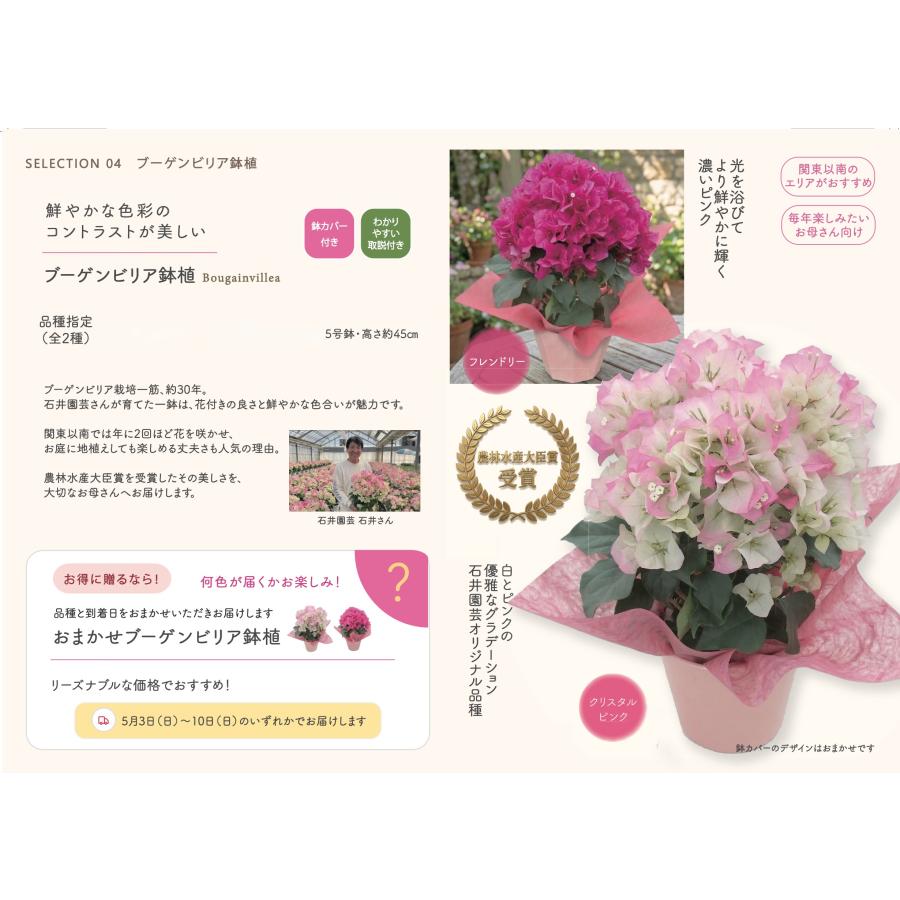 母の日対応商品】 ブーゲンビリア鉢植え 母の日ギフトの新定番 農林