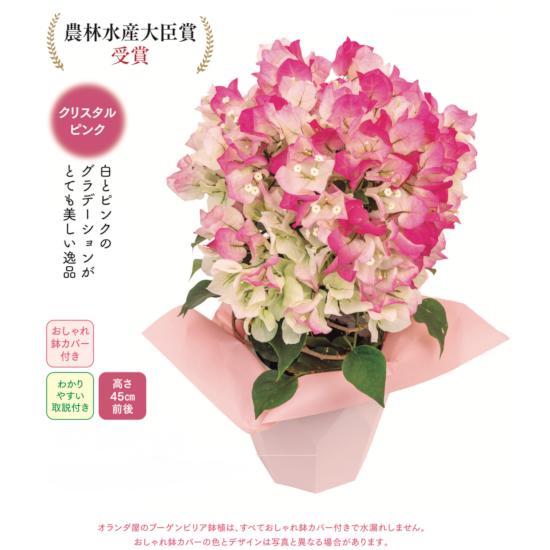 ブーゲンビリア盆栽 ピンク 花　石付き ブーゲンビリア盆栽 ピンク 花 石付き 【公式通販】