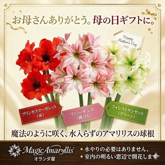 【母の日 対応商品】 早割価格 魔法のように咲く マジックアマリリス 球根 選べる3種 水やり不要 室内 花 プレゼント（Yahoo!・フラワーショップ オランダ屋）