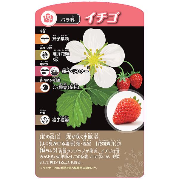 くもん出版 くもん 考える植物分類カードゲーム 5歳以上 知育玩具 理科