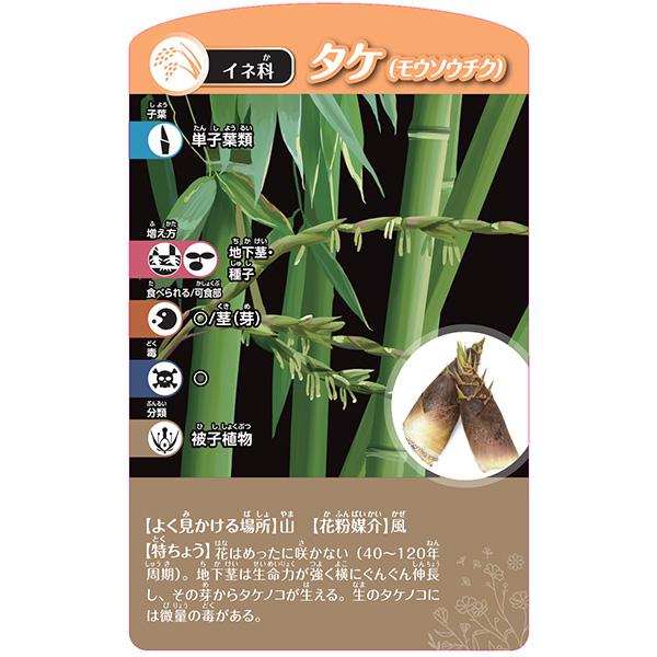 くもん出版 くもん 考える植物分類カードゲーム 5歳以上 知育玩具 理科
