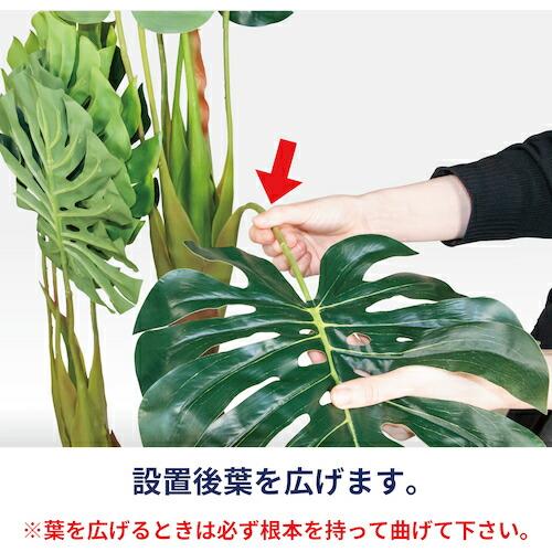 リレヤ 人工観葉植物 モンステラ(中)  ( WD-03 ) 藤沢工業(株) (メーカー取寄) |  | 02