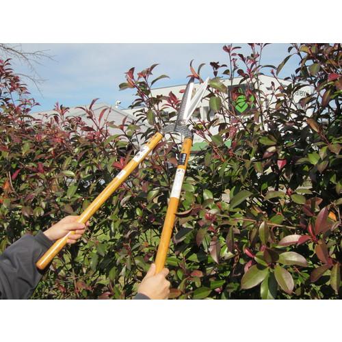 鋼典 刈込ハサミ 葉刈鋏 ワイヤー仕上和釘打桂 2尺栗柄入 ( A-181 ) 五十嵐刃物工業(株) |  | 04