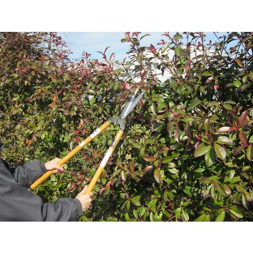 鋼典 刈込ハサミ 葉刈鋏 ワイヤー仕上和釘打桂 2尺栗柄入 ( A-181 ) 五十嵐刃物工業(株) |  | 05