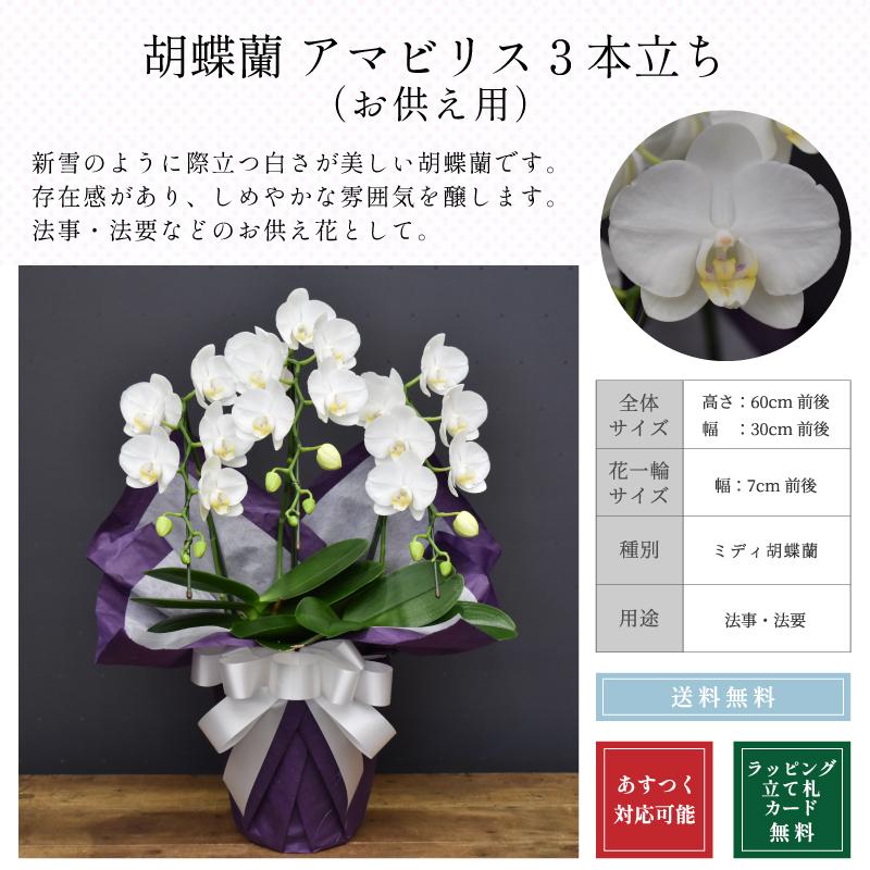 胡蝶蘭 スーパーアマビリス3本立ち お供え ミディ 蘭 法要 お盆 お彼岸 命日 献花 爆買 |  | 01