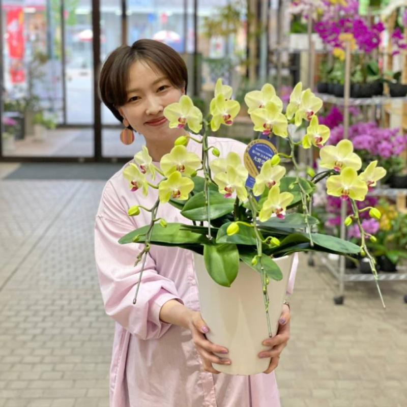 胡蝶蘭フォーチュンザルツマン5本立ち お祝い 開店祝い 開業祝い お誕生日 長寿祝い 母の日 父の日 敬老の日 季節のイベント Fortunesalzman 5 胡蝶蘭の専門店 オーキッドハウス 通販 Yahoo ショッピング