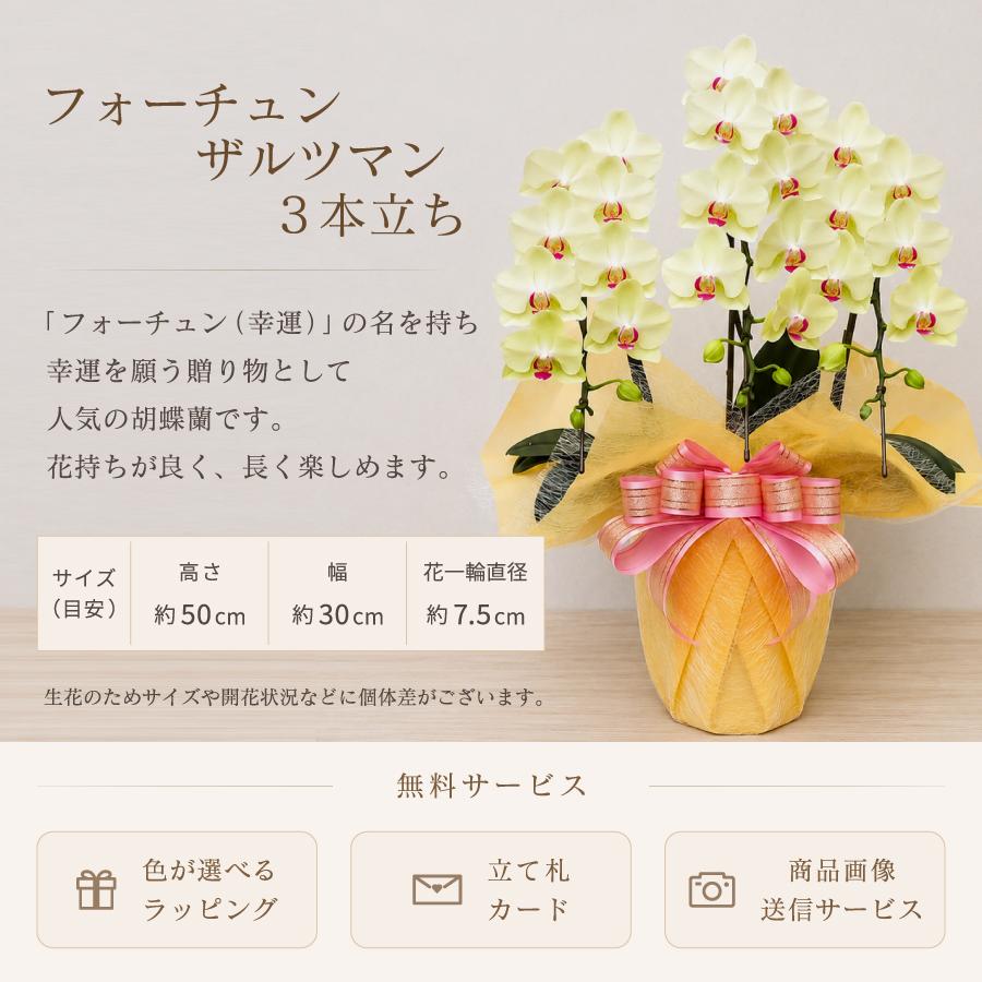 フルマン豪華な金駒刺繍入り薄い芽吹き色黄緑 トールサイズ 超美品 胡蝶蘭 蘭 ミディ フォーチュンザルツマン3本立ち【全国洋らん品評会