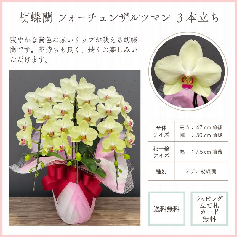 胡蝶蘭 蘭 ミディ フォーチュンザルツマン3本立ち【全国洋らん品評会