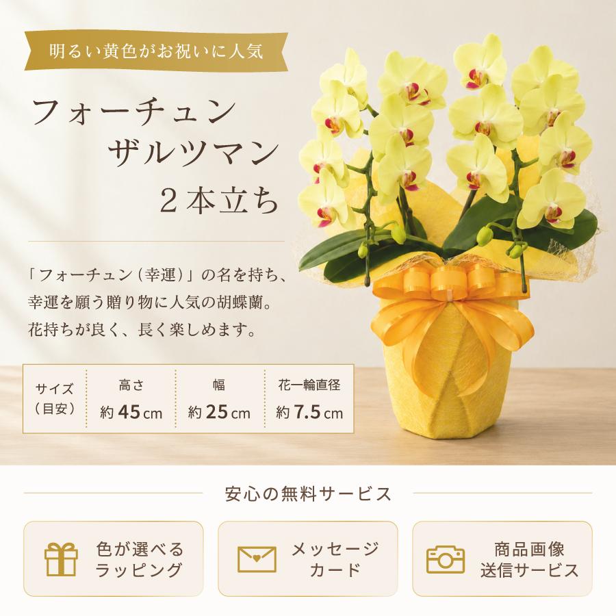胡蝶蘭 蘭 ミディ フォーチュンザルツマン2本立ち【全国洋らん品評会
