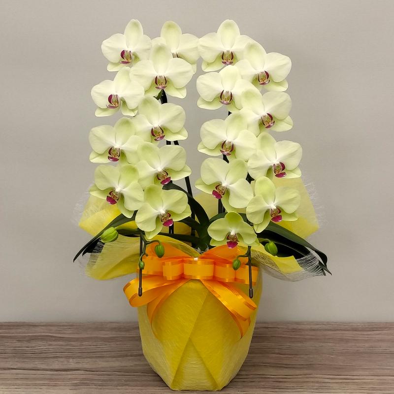 胡蝶蘭 蘭 ミディ フォーチュンザルツマン2本立ち【全国洋らん品評会