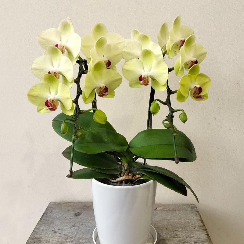 胡蝶蘭 蘭 ミディ フォーチュンザルツマン2本立ち【全国洋らん品評会