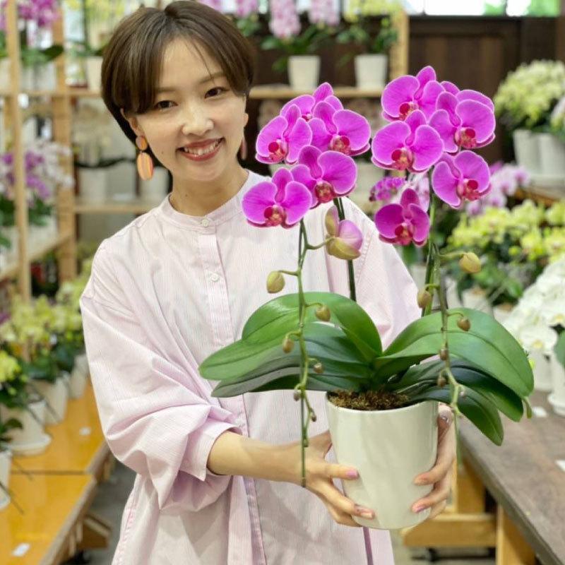 胡蝶蘭 カレン2本立ち【全国洋らん品評会金賞受賞胡蝶蘭】父の日 母の