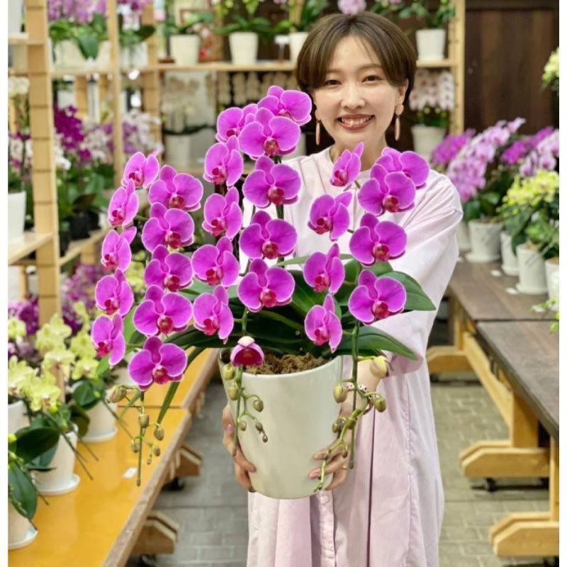 胡蝶蘭 カレン3本立ち【全国洋らん品評会金賞受賞胡蝶蘭】父の日 母の日 開店祝い 開院祝い お祝い 誕生日 プレゼント ギフト 花 鉢植え 爆買 |  | 04