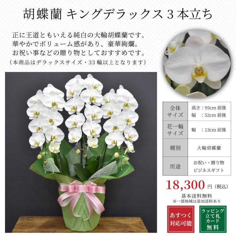 胡蝶蘭キングデラックス3本立ち お祝い 開店祝い 開業祝い 開院祝い 叙勲祝い ホワイト系胡蝶蘭 King Dx 3 Win 胡蝶蘭の専門店 オーキッドハウス 通販 Yahoo ショッピング