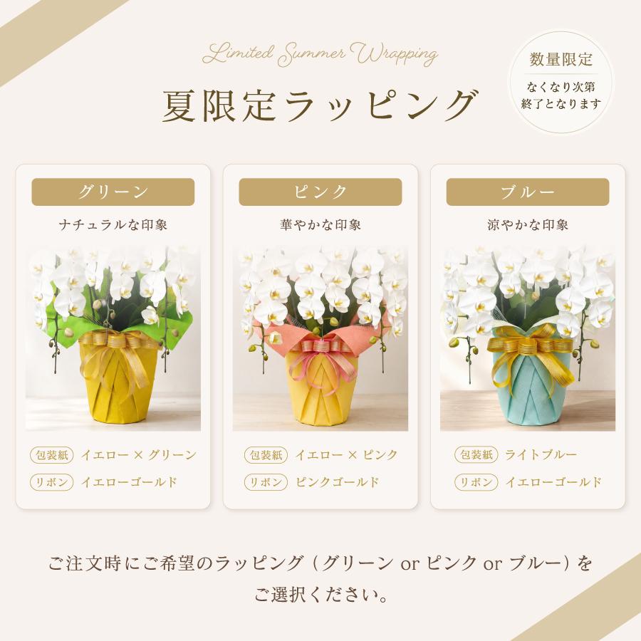 胡蝶蘭 大輪 65輪以上 キングエクセレント 5本立ち【全国洋らん品評会
