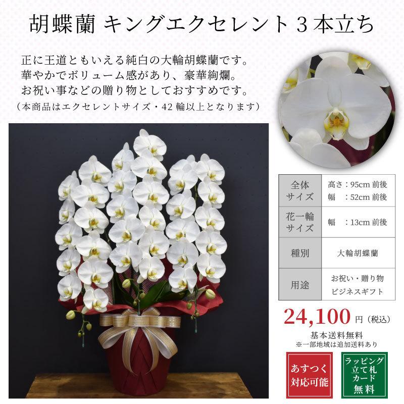 セール 胡蝶蘭キングエクセレント3本立ち お祝い 開店祝い 開院祝い ご就任祝い 受勲祝い Whitesforracialequity Org
