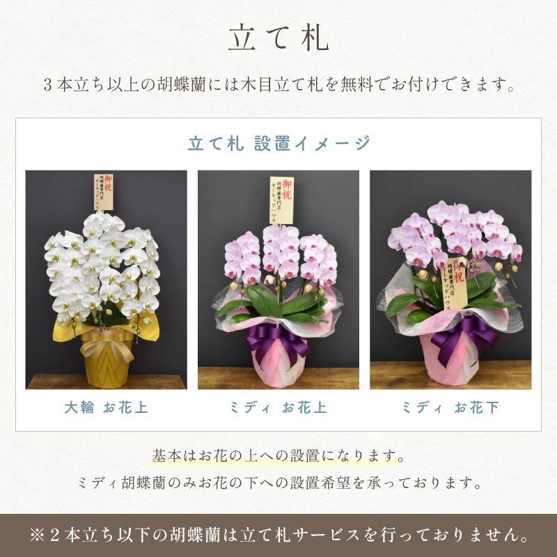 胡蝶蘭 大輪 45輪以上 キングエクセレント 3本立ち 花 蘭 鉢植え 白 ギフト お祝い 開店祝い 就任祝い 送料無料｜orchid-house｜10