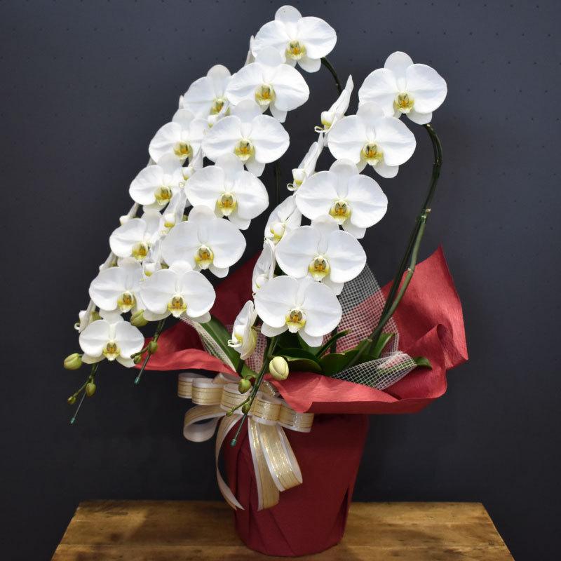 セール 胡蝶蘭キングエクセレント3本立ち お祝い 開店祝い 開院祝い ご就任祝い 受勲祝い Whitesforracialequity Org