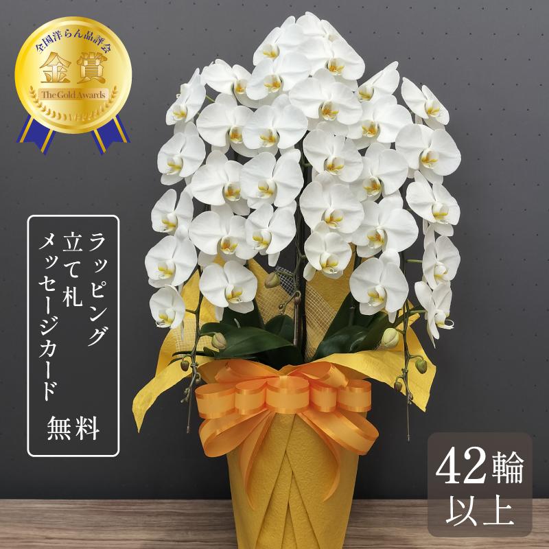 胡蝶蘭 大輪 42輪以上 キングハイグレード 3本立ち 花 蘭 鉢植え 胡蝶蘭 大輪 42輪以上 キングハイグレード 3本立ち 花 蘭 鉢植え