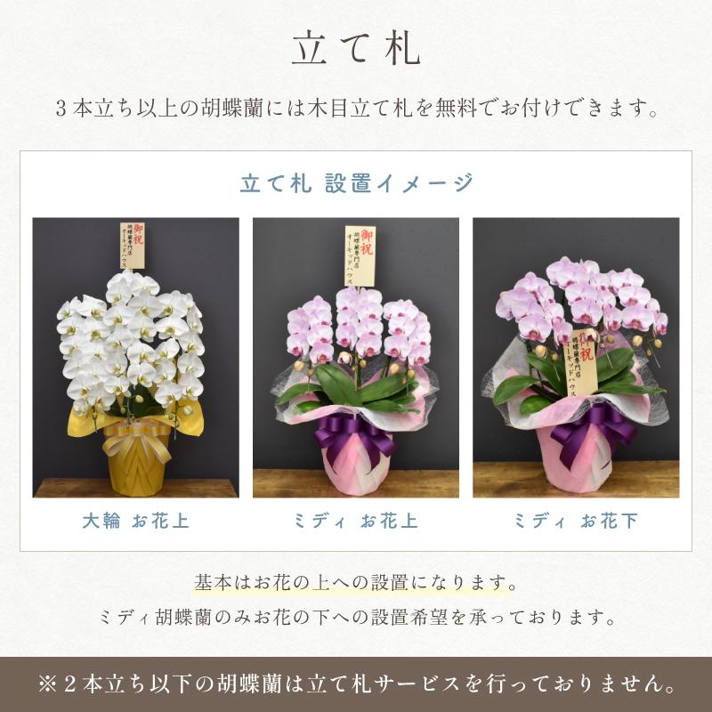 胡蝶蘭 大輪 42輪以上 キングハイグレード 3本立ち 花 蘭 鉢植え 胡蝶蘭 大輪 42輪以上 キングハイグレード 3本立ち 花 蘭 鉢植え