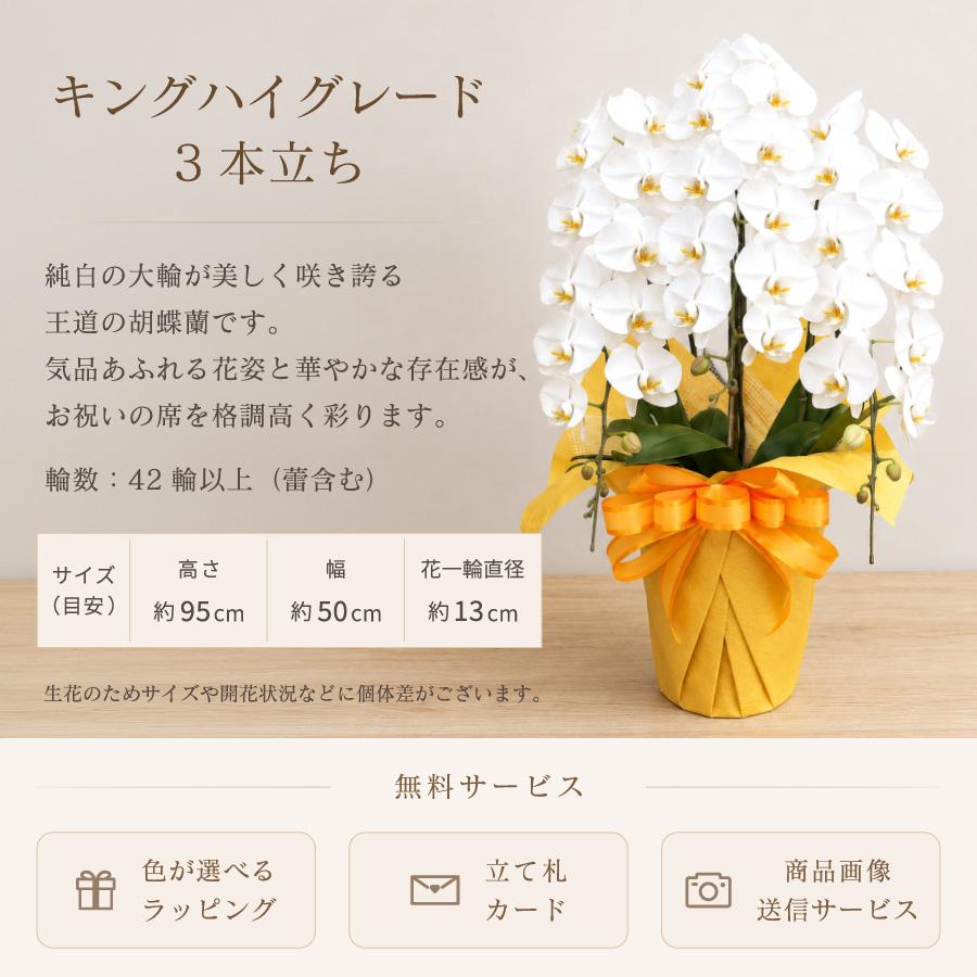 豪華　胡蝶蘭 3本立ち ホワイト 鉢植　高さ/大凡92㎝ 存在感御座います。 胡蝶蘭 大輪 42輪以上 キングハイグレード 3本立ち 花 蘭 鉢植え 白