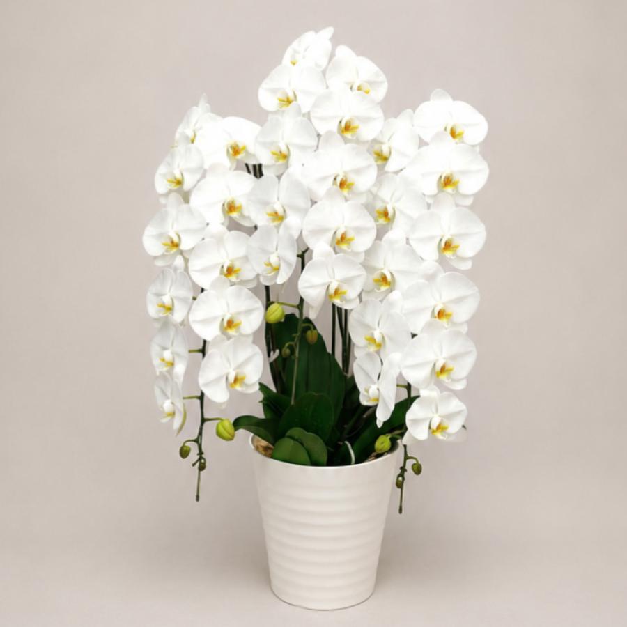胡蝶蘭 大輪 42輪以上 キングハイグレード 3本立ち 花 蘭 鉢植え 白