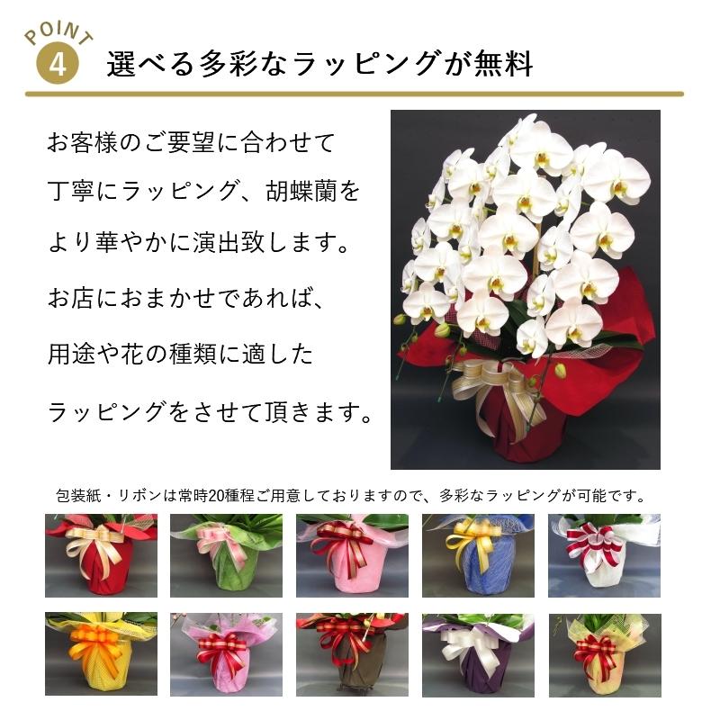 胡蝶蘭キングハイグレード3本立ち お祝い 開店祝い 開院祝い ご就任祝い 開業祝い King Highgrade 3 胡蝶蘭の専門店 オーキッドハウス 通販 Yahoo ショッピング