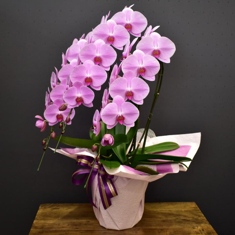 胡蝶蘭 複数本 紫と白の花四種写真8鉢五分咲き 胡蝶蘭 複数本 紫と白の花四種写真8鉢五分