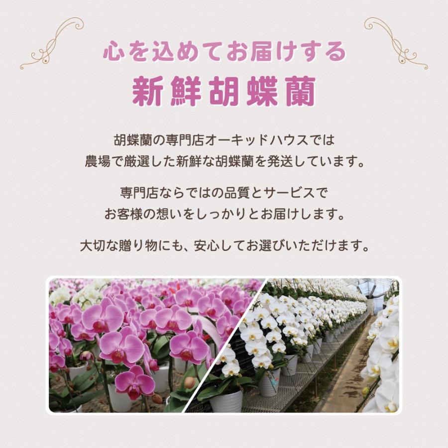 胡蝶蘭 大輪 60輪以上 恋姫 5本立ち 蘭 花 ギフト 鉢植え ピンク お祝い 開店祝い 開業祝い |  | 04