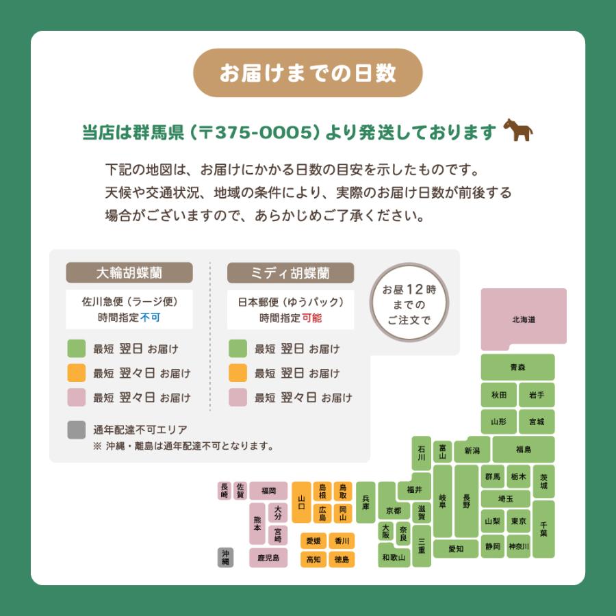 胡蝶蘭 大輪 60輪以上 恋姫 5本立ち 蘭 花 ギフト 鉢植え ピンク お祝い 開店祝い 開業祝い |  | 06