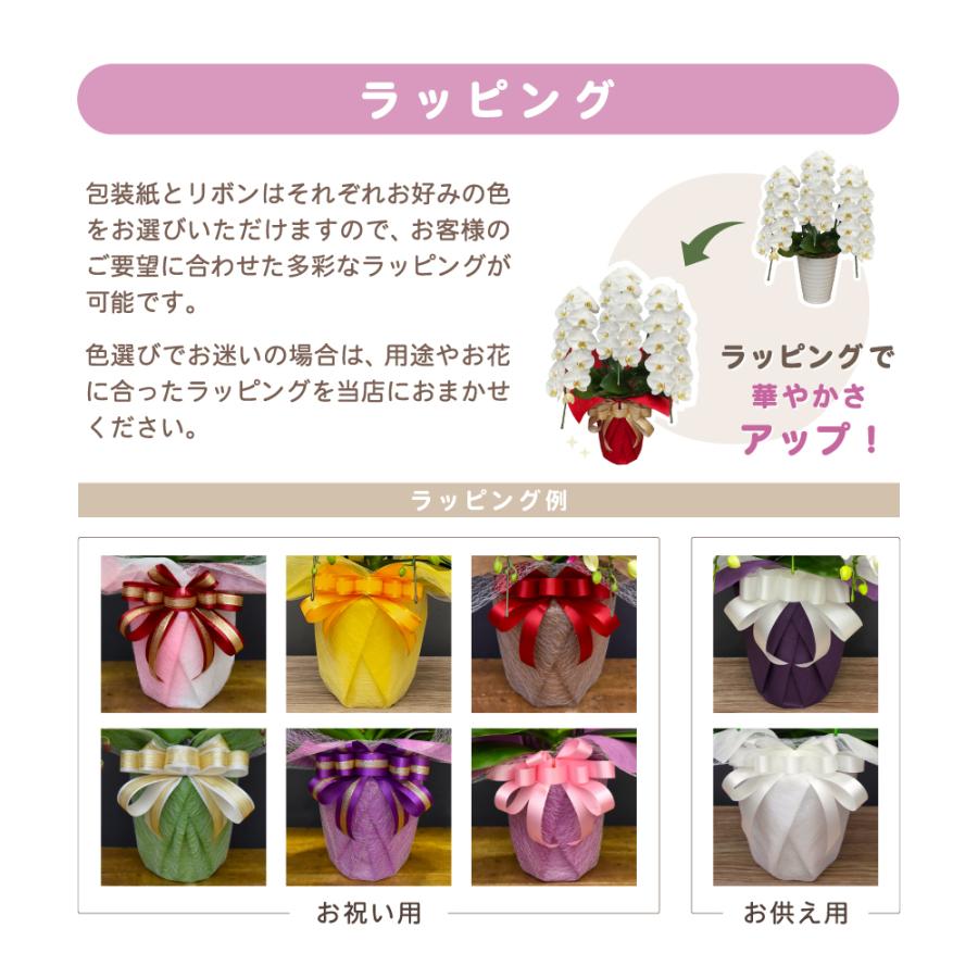 胡蝶蘭 大輪 60輪以上 恋姫 5本立ち 蘭 花 ギフト 鉢植え ピンク お祝い 開店祝い 開業祝い |  | 07