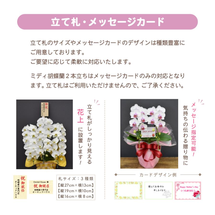 胡蝶蘭 大輪 60輪以上 恋姫 5本立ち 蘭 花 ギフト 鉢植え ピンク お祝い 開店祝い 開業祝い |  | 08