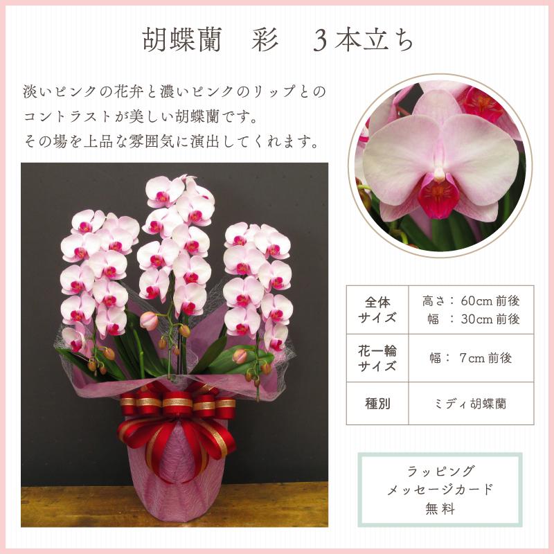 胡蝶蘭 彩3本立ち【全国洋らん品評会金賞受賞胡蝶蘭】開店祝い 開院 