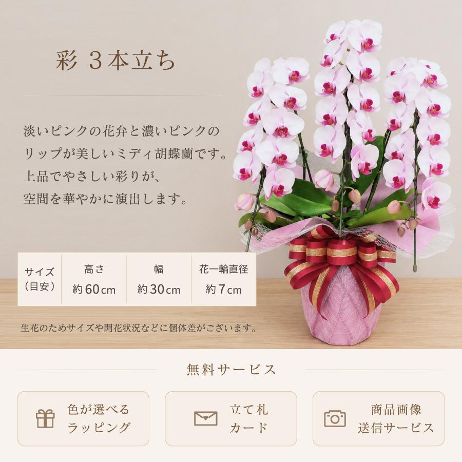 フラワーアレンジ敬老の日 胡蝶蘭 リボンつき 大輪胡蝶蘭 3本立 プレミアム 白