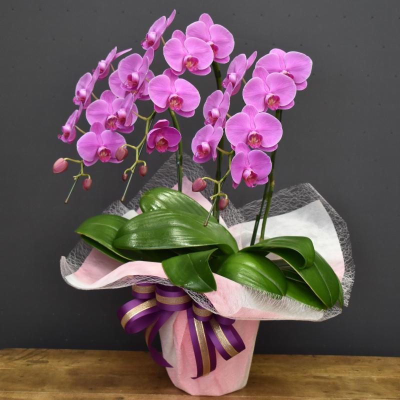 胡蝶蘭ガーネット3本立ち 全国洋らん品評会金賞受賞胡蝶蘭 開店祝い お祝い 誕生日 母の日 父の日 敬老の日 初節句 季節のイベント M Granatus 3 胡蝶蘭の専門店 オーキッドハウス 通販 Yahoo ショッピング